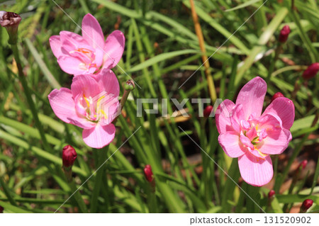 Zephyranthes minuta flower tree plant Zephyranthes minuta flower tree plant 131520902