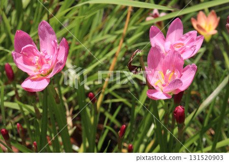 Zephyranthes minuta flower tree plant 131520903