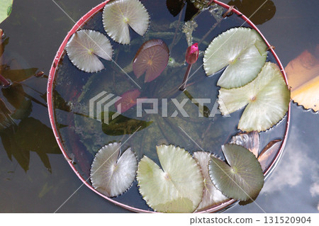 lotus flower plant with leaf 131520904