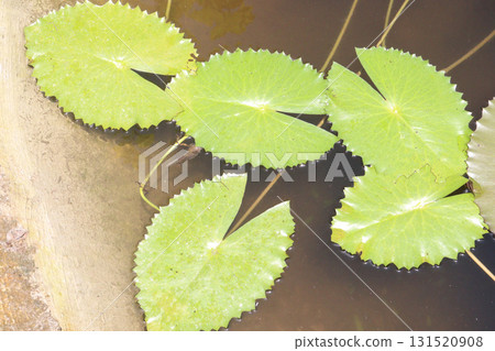 lotus flower plant with leaf 131520908