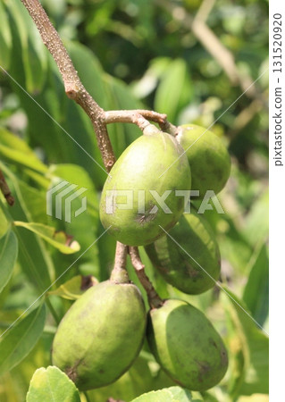 Spondias mombin on tree in nursery 131520920