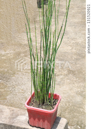 Rough Horsetail plant is a hydro hero Rough Horsetail plant is a hydro hero 131520921