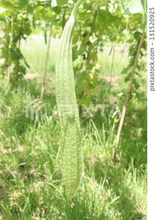 Luffa acutangula on farm for harvest 131520925