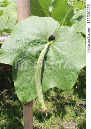 Luffa acutangula on farm for harvest 131520928