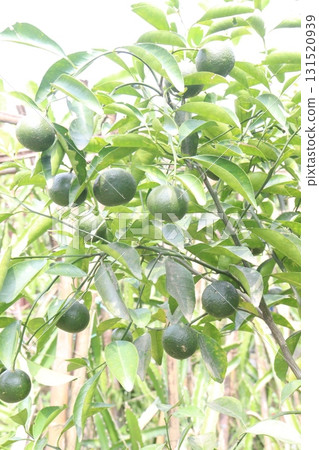 Citrus macroptera on tree in farm Citrus macroptera on tree in farm 131520939