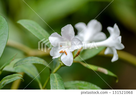 Vire rhododendron Vire rhododendron 131521068