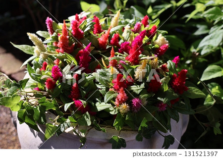 Colorful potted celosia Colorful potted celosia 131521397