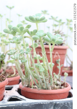 Jellybean Sedum leaf and succulents on pot Jellybean Sedum leaf and succulents on pot 131521579