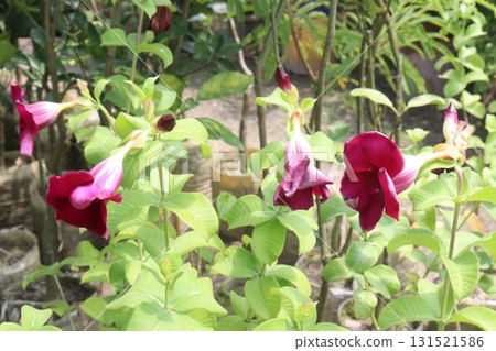 Allamanda blanchetii flower tree plant on farm 131521586