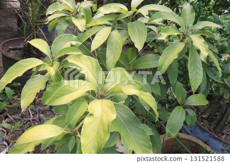 Avocado plant on nursery for sell Avocado plant on nursery for sell 131521588