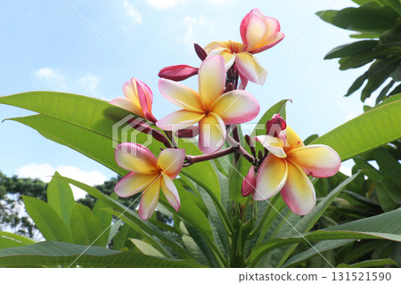 frangipani flower plant on farm frangipani flower plant on farm 131521590