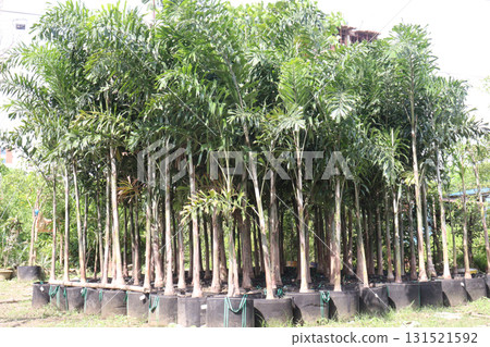 foxtail palm plant on nursery 131521592