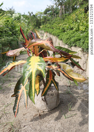 Garden croton tree plant on farm Garden croton tree plant on farm 131521594