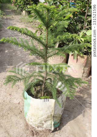 Norfolk Island pine leaf plant on farm for sell Norfolk Island pine leaf plant on farm for sell 131521596