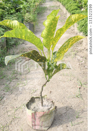 Garden croton tree plant on farm Garden croton tree plant on farm 131521599