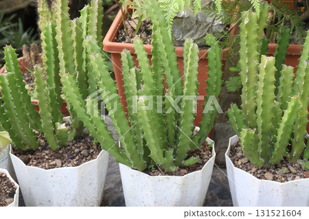 Stapelia gigantea flower plant on nursery 131521604