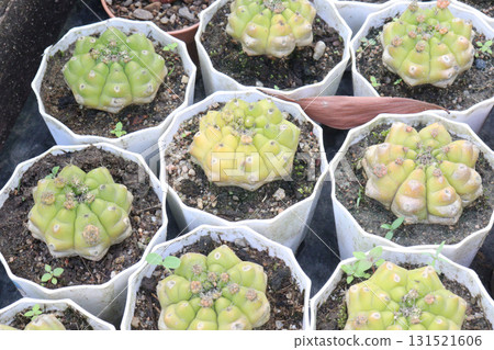 Gymnocalycium saglionis cactus on pot Gymnocalycium saglionis cactus on pot 131521606