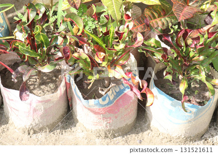 Garden croton tree plant on farm Garden croton tree plant on farm 131521611