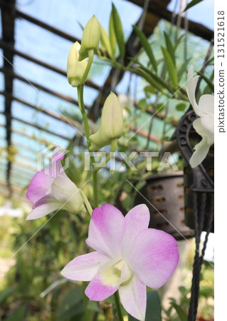 Cooktown Orchid flower Plant on nursery Cooktown Orchid flower Plant on nursery 131521618