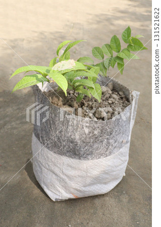 Combretum indicum flower plant on pot 131521622