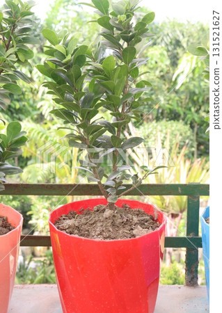 Ficus microcarpa tree plant on farm 131521627