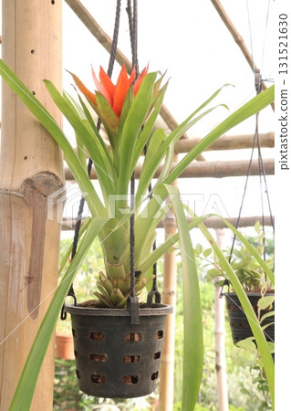 guzmania lingulata flower plant on nursery 131521630