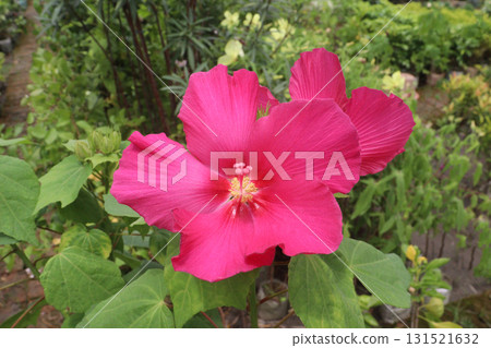 Hibiscus Rubrum flower on tree in farm for sell Hibiscus Rubrum flower on tree in farm for sell 131521632