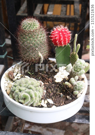 cactus plant on pot in nursery 131521636