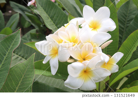frangipani flower plant on farm frangipani flower plant on farm 131521649