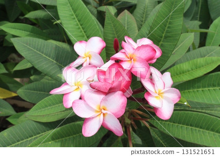 frangipani flower plant on farm 131521651