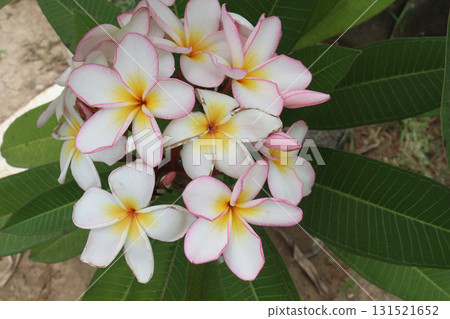 frangipani flower plant on farm 131521652