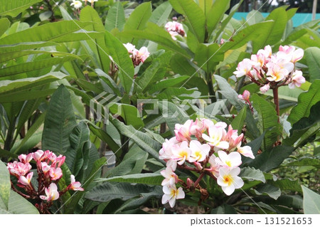 frangipani flower plant on farm frangipani flower plant on farm 131521653