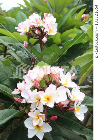 frangipani flower plant on farm frangipani flower plant on farm 131521654