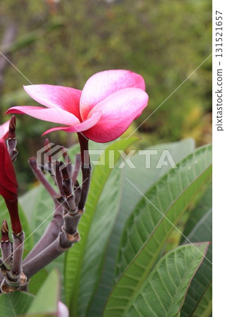 frangipani flower plant on farm 131521657