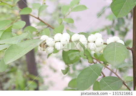 snowberry flower plant on forest snowberry flower plant on forest 131521661
