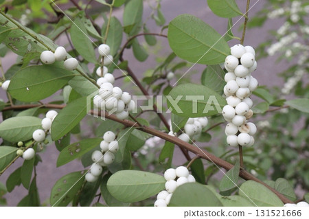 snowberry flower plant on forest 131521666