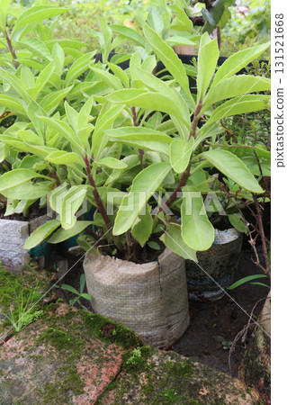 Lobelia tupa flower plant on pot 131521668
