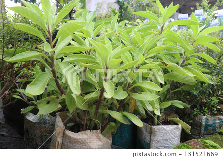 Lobelia tupa flower plant on pot Lobelia tupa flower plant on pot 131521669