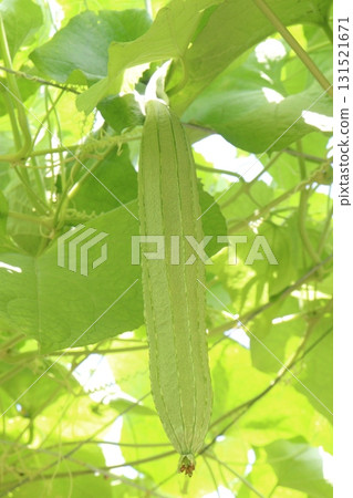 Luffa acutangula on farm for harvest 131521671