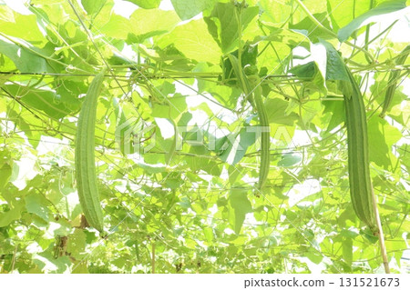 Luffa acutangula on farm for harvest Luffa acutangula on farm for harvest 131521673