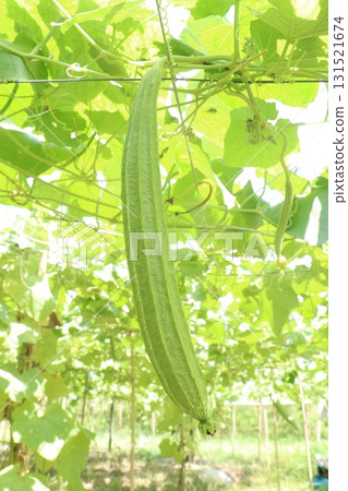 Luffa acutangula on farm for harvest Luffa acutangula on farm for harvest 131521674