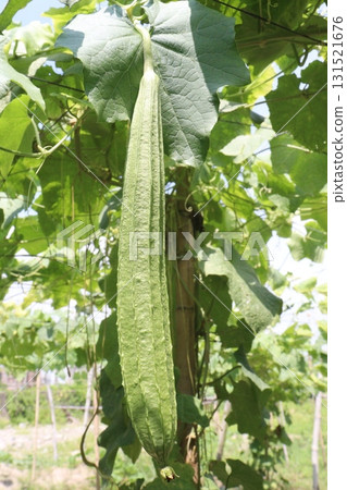 Luffa acutangula on farm for harvest Luffa acutangula on farm for harvest 131521676