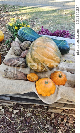 Assortment of pumpkins, yams and gourds arranged on burlap cloth in rustic outdoor autumn display. Concept of harvest season, organic produce and traditional countryside celebration Assortment of pumpkins, yams and gourds arranged on burlap cloth in rustic outdoor autumn display. Concept of harvest season, organic produce and traditional countryside celebration 131521824