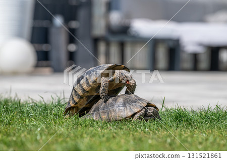 Testudo Marginata Breitrandschildkroete im Freilauf bei Paarung Vermehrung als Paar durch Reiten Aufstieg Turtle Testudo Marginata Breitrandschildkroete im Freilauf bei Paarung Vermehrung als Paar durch Reiten Aufstieg Turtle 131521861