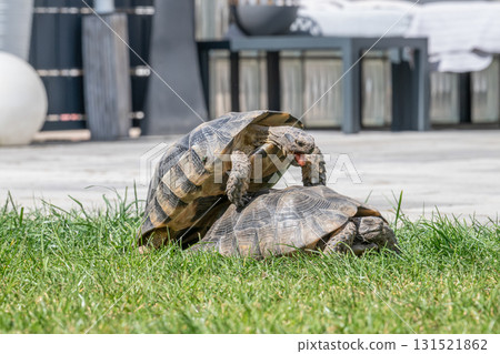 Testudo Marginata Breitrandschildkroete im Freilauf bei Paarung Vermehrung als Paar durch Reiten Aufstieg Turtle 131521862