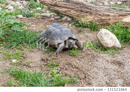Testudo Marginata Breitrandschildkroete im Freilauf bei Paarung Vermehrung als Paar durch Reiten Aufstieg Turtle 131521864