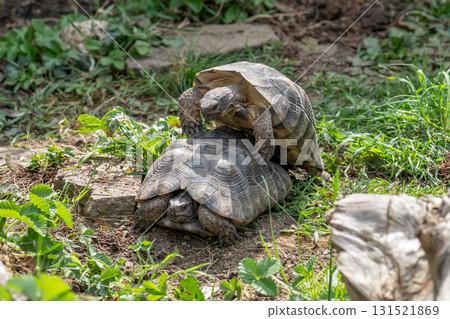 Testudo Marginata Breitrandschildkroete im Freilauf bei Paarung Vermehrung als Paar durch Reiten Aufstieg Turtle Testudo Marginata Breitrandschildkroete im Freilauf bei Paarung Vermehrung als Paar durch Reiten Aufstieg Turtle 131521869