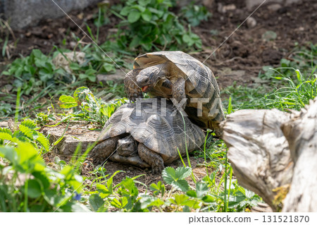 Testudo Marginata Breitrandschildkroete im Freilauf bei Paarung Vermehrung als Paar durch Reiten Aufstieg Turtle Testudo Marginata Breitrandschildkroete im Freilauf bei Paarung Vermehrung als Paar durch Reiten Aufstieg Turtle 131521870
