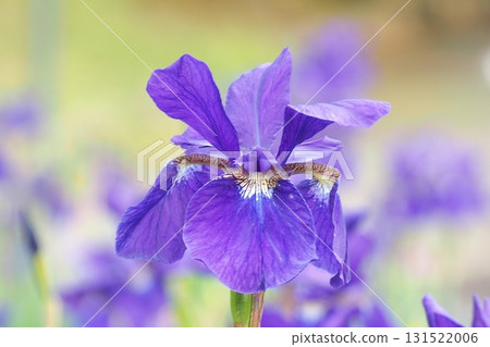 Iris flowers in the evening 131522006