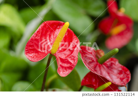 Anthurum Anthurum 131522114